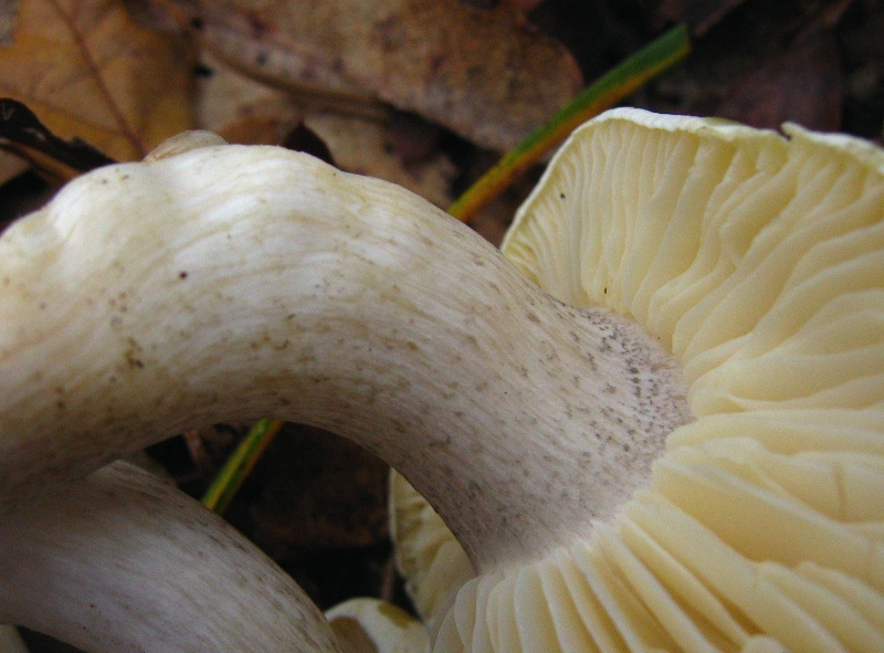 Proposta di studio di Tricholoma saponaceum